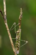 Empusa Pennata